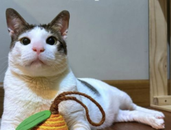 Bobby Kucing Prabowo, dari Kertanegara ke Istana Negara