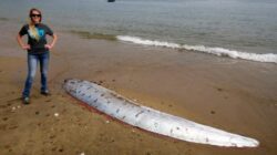 ‘Ikan Kiamat’ Oarfish Kembali Terdampar di California, Pertanda Apa?