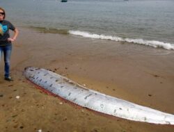 ‘Ikan Kiamat’ Oarfish Kembali Terdampar di California, Pertanda Apa?