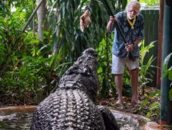 Buaya Terbesar di Penangkaran, Cassius Mati di Australia