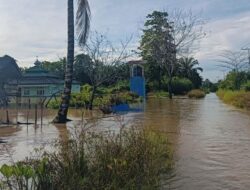 Ratusan Hektar Sawah di Lampung Selatan Terendam Bencana Banjir Sampai sekarang 2 Meter