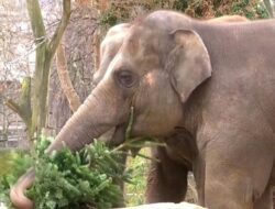 Akhir Tahun Fantastis Gajah-gajah Berlin, Dapat Santapan Spesial
