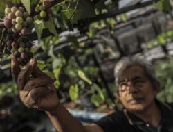 Rahasia Panjang Umur Sampai 100 Tahun, Ternyata Berkebun