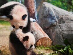 Aksi Gemas Debut Panda Kembar di Hong Kong