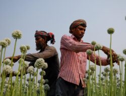 Menengok Hamparan Kembang Bawang di Bangladesh