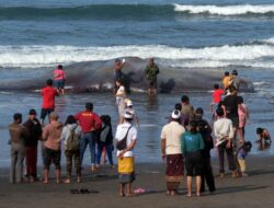 30 Paus 16 Lumba-lumba Mati di Pantai Jatim, Bali, NTB, NTT pada 2024