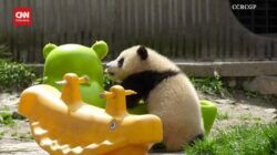 Melihat Kegemasan Dua Bayi Panda China Sibuk Bermain