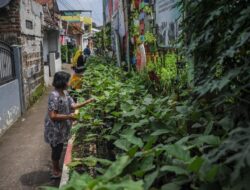 5 Trik Berkebun di Halaman Rumah yang Sempit, Panen Tetap Melimpah