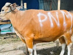 Syukuran HUT ke-26, PNM Berbagi Lewat Sedekah Kurban di 26 Wilayah