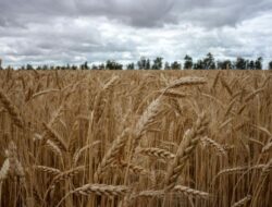 4 Produk Pertanian AS Senilai Rp73,32 T yang Akan segera Dibeli RI Demi Tarif