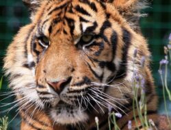 Kendaraan Bus Rusak di Hutan, 20 Wisatawan Ditinggal Pemandu di Habitat Harimau