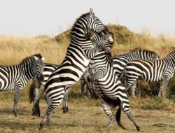 Cagar Alam Maasai Mara Terusik Pembangunan Penginapan Mewah