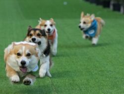 Lucunya Anjing Corgi Adu Mudah di Ajang Internasional
