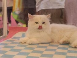 Melihat Pameran Teknologi untuk Hewan Peliharaan di China