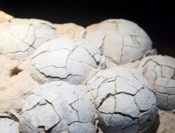Fosil Telur Dinosaurus Berusia 86 Juta Tahun Ditemukan di China