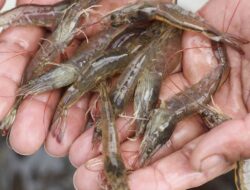Udang Beracun Tak Ubah Manusia Jadi Alien, Ini Risiko Kenyataannya