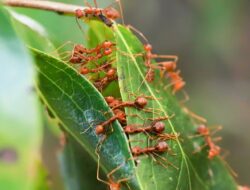 Cerita Turis Makan Semut dan Kulit Pohon Saat Hilang 2 Minggu di Hutan