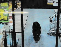 Krisis Populasi, Warga di Jepang Lebih Sering Lihat Beruang