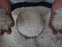 Redam Lonjakan Harga, Bulog Gelontorkan 1.200 Ton Beras Murah di Papua