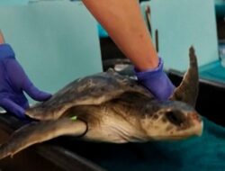 Puluhan Penyu Laut Terancam Punah Direhabilitasi saat Musim Dingin