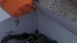 Tangki Minyak Ukraina Bocor Diserang Rusia, Puluhan Burung Terdampak