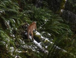 Pendaki Wanita Tewas Mengenaskan Diduga Diserang Singa Gunung