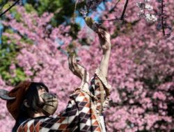 Biaya Trip Musim Sakura Jepang 2026 Turun Sampai sekarang 20 Persen dari 2025