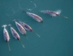 Narwhal Gantikan Peran Ilmuwan Temukan Trend Populer Aneh di Bawah Greenland