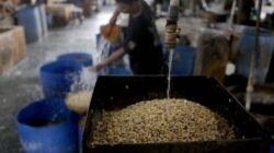 Perkuat Keberlanjutan Ekosistem Kedelai lewat Kolaborasi